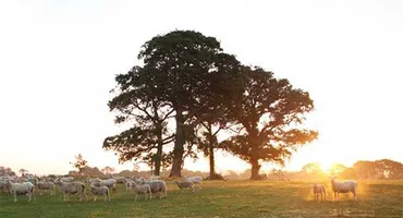 Soil-Association-Organic-sheep